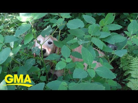 The 'stars aligned' to help these hikers find a dog who was missing | GMA Digital