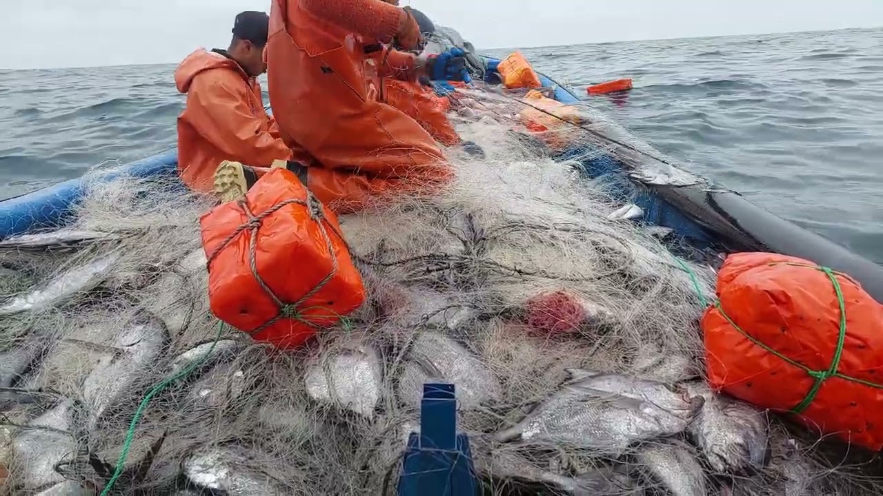 Lebu, pesca de reineta, red enmalle..