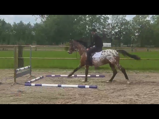 Riding movie at home Entargo Al Elestorp T&M (Esmeraldo x Rix Gotthard).