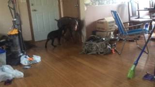 Athena running from Zeus in a messy home