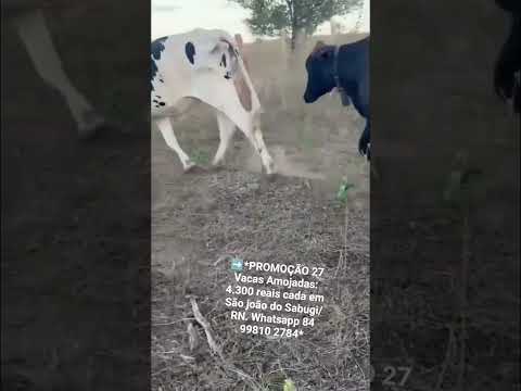 27 Vacas Amojadas: 4.300 reais cada em São joão do Sabugi/ RN. Whatsapp 84 99810 2784* #gado