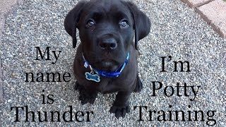 8 week old Puppy is Potty training (how to train quickly)