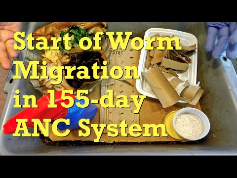 Migration started in 155-day ANC bin after 3 weeks of foraging - worm farm vermicompost