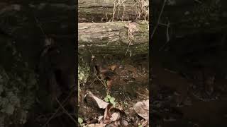 #森林 #forest