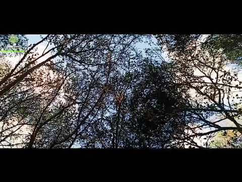 Bhekalah oreng-anwar Al abror