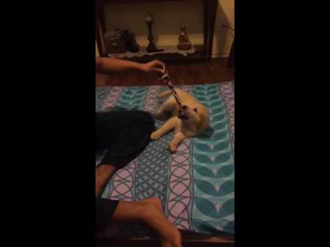 Badge fighting chew toy