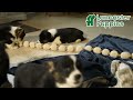 Welsh Corgi Pembroke dogs for sale: Bella   - Video 1