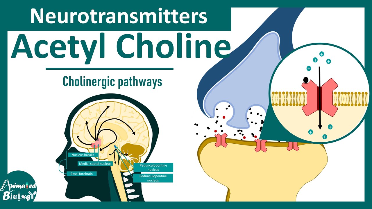 Neurotransmitters : Acetyl choline | Cholinergic pathways in the brain - YouTube