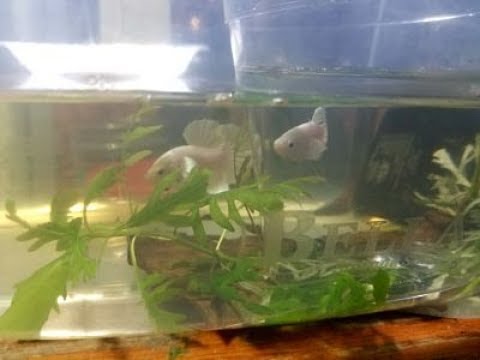 Breeding Betta Fish: The Breeding Tank (part 1)