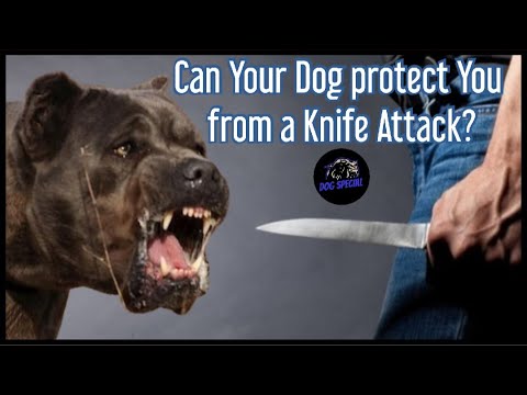 Kann Ihr Hunde Sie vor einem Messerangreifer beschützen?