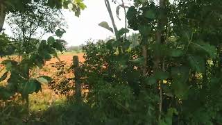  Agricultural Land for Sale in Punalkulam, Thanjavur