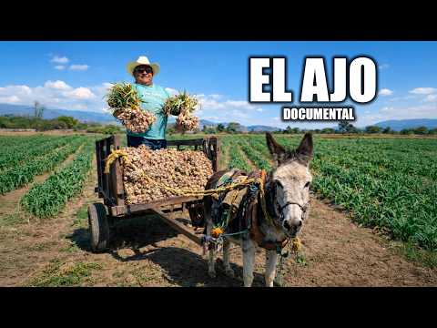 The Garlic that Feeds Oaxaca 🧄 | Documentary of the Mexican Countryside