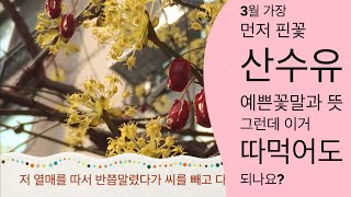 산수유 먹는법 | 산수유 효능| 산수유 축제