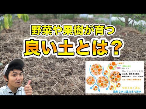 庭の果樹に最適なマルチは何ですか