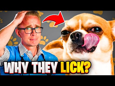 The Reasons Why Your Dog is Licking Their Lips All the Time (are they in pain?)