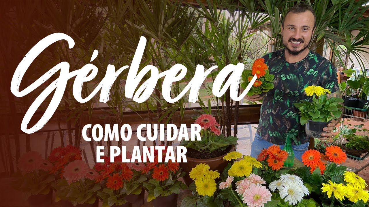 GÉRBERA (MARGARIDA AFRICANA): Como CUIDAR, PLANTAR E ADUBAR