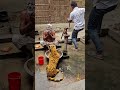Hilarious Fake Tiger Sighting Prank – Watch Their Reactions!