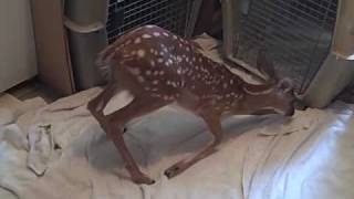 PAWS-SC .com Solei (3) injured fawn stands up