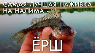 Ловля налима на томи в октябре чем заменить живца