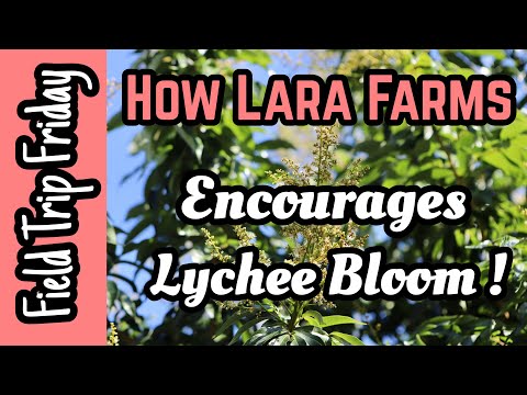 Field Trip Friday- How Lara Farms Encourages Lychee Bloom