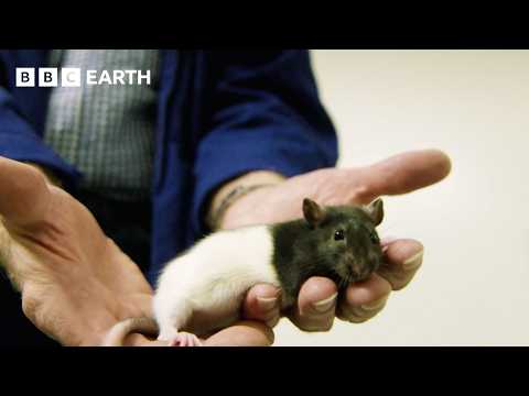 The Science Of Laughter | BBC Earth Science