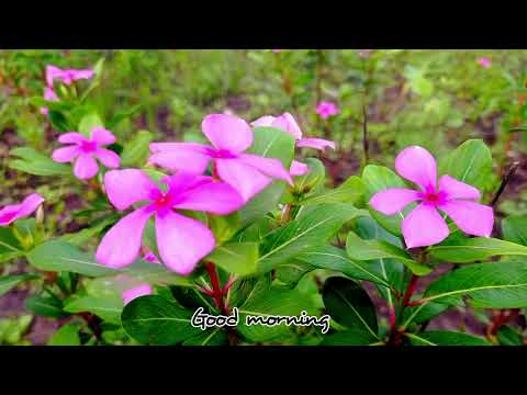 Good morning |#video #tamil #flowers #youtube #hd #rose #status #tamilsong #morning 