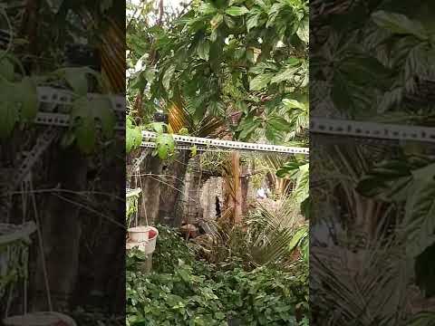 CẮT HẠ CÂY CAO KHÔNG GIAN HẸP - ĐẢM BẢO AN TOÀN TRONG THI CÔNG - LH: 0978 631 006