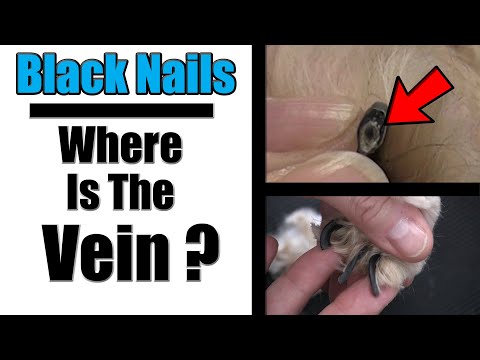 How To Cut Black Dog Nails | Locating The Vein