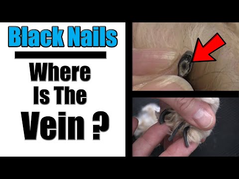 How To Cut Black Nails | Locating The Vein