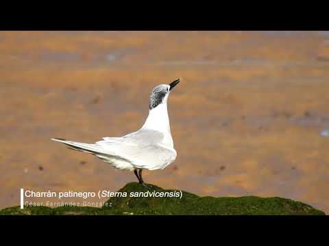 Vídeo de Sterna sandvicensis. <em>© César Fernández González