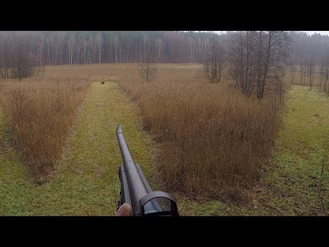 Treibjagd auf Schwarzwild