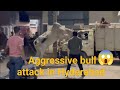 Aggressive Bull Attack Bullattack Angrybull Hyderabad