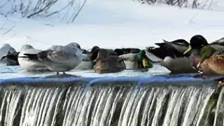 Mallards and Gulls at Swansea Dam - January 28, 2015