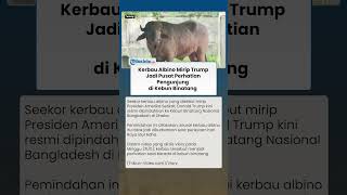 Jadi Primadona! Kerbau Albino Mirip Trump Jadi Pusat Perhatian di Kebun Binatang