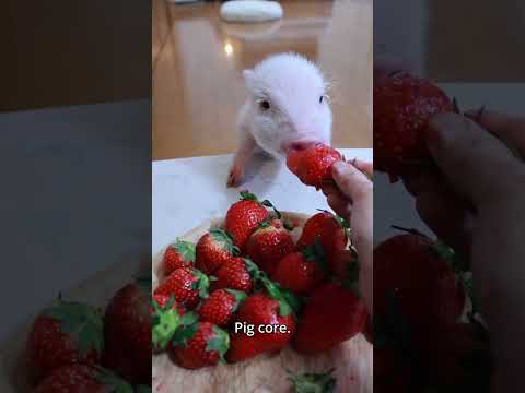 Pig core. 🐷🐷 #funny #pigs