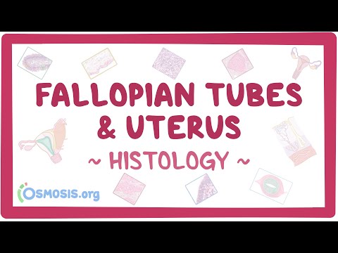 Fallopian tubes and uterus: Histology