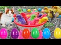 Catch Cute Chickens, Colorful Chickens, Rainbow Chicken, Rabbits, Cute Cats,Ducks,Animals Cute #64