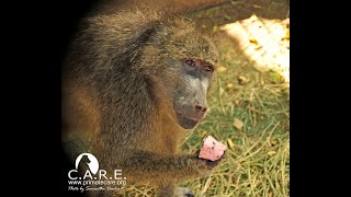Old Baboon Patats Enjoys a Warm Potato on a Cold Morning