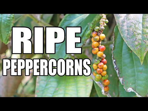 The Surprising Taste of RIPE PEPPERCORNS (Piper nigrum) - Weird Fruit Explorer