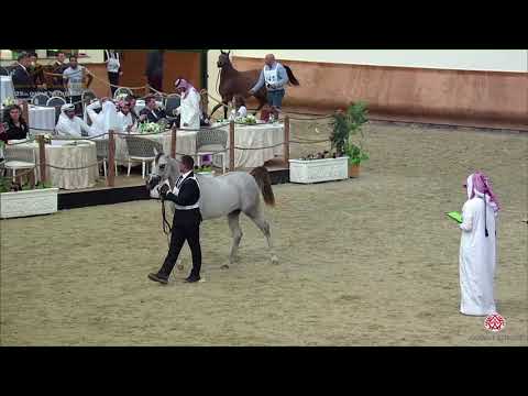 N.140 GHAZALAH AL ABDALI - 22nd Qatar National 2019 - Yearling Fillies (Class 3C)