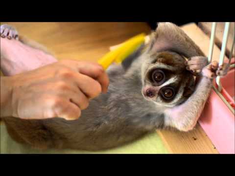 Спретнатият лемур