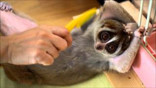 Download lagu Brushing cute Slow Loris mp3 Download lagu Brushing cute Slow Loris mp3