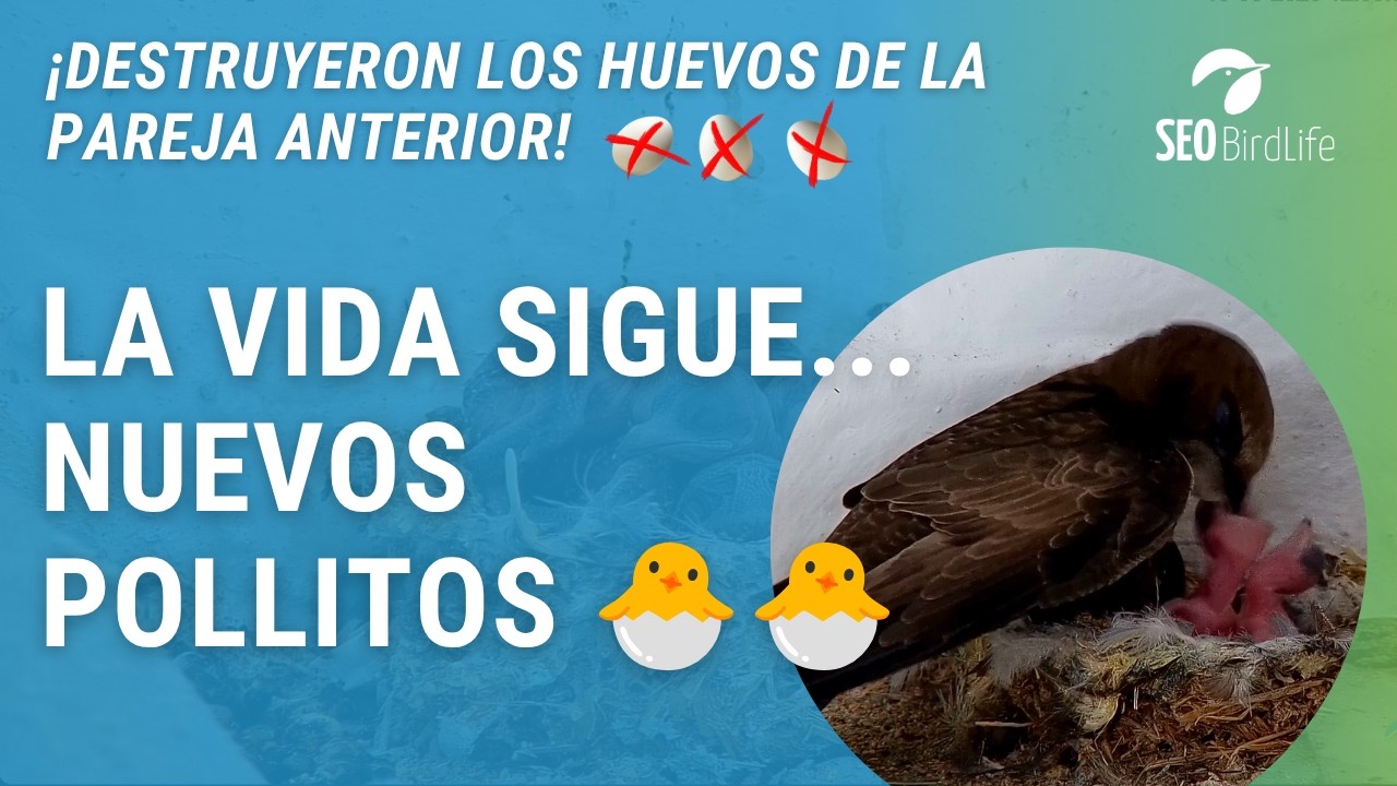 ¡POLLITOS DE LA NUEVA PAREJA! 🐣🐣· Vencejo pálido · Jerez de la Frontera, Esclavas de Jerez