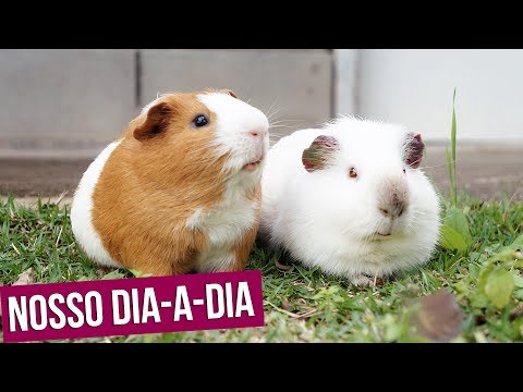 MY GUINEA PIGS' ROUTINE
