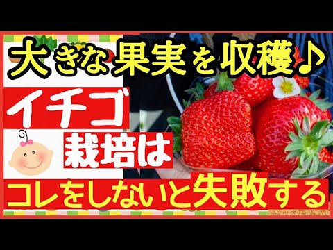 イチゴの収穫量を2倍にする方法 2022年夏 イチゴの家庭菜園栽培