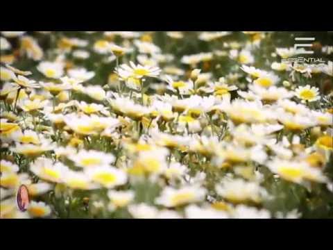 Afternova - Until We Meet Again (Club Mix) [Time Leap Essential]✸Promo✸Video Edit