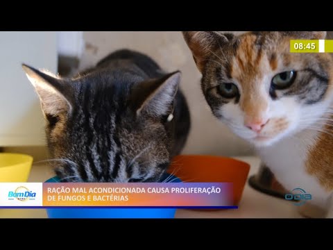 Ração animal mal acondicionada causa proliferação de fungos e bactérias 27 04 2021