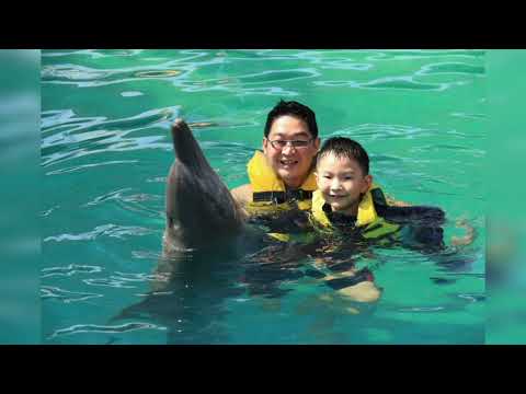 Swimming with dolphins in Bali