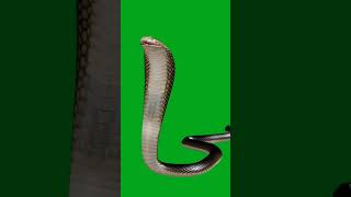 Download lagu Green 🟢 parde par naag #shortsfeed #greenscreen #naagin #chromakey #vfx_tv mp3