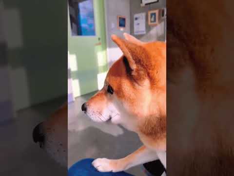 The Most Hilariously Cute Dog #funnydogs#cute#doglover#FunnyCuteDog#AdorablePuppy#FunnyCuteDog